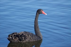 Black Swan on Herdsman Lake, Western Australia. Credit: David Brown