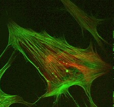 cells have increasing therapeutic use